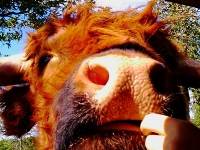 CowFeeding