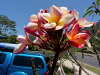 orchid-cairns-oct-13